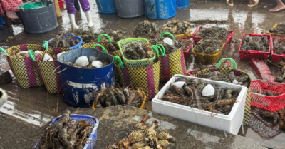 Tôm hùm chết hàng loạt do lũ tại Phú Yên, dân mất hàng trăm triệu