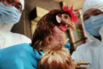 Ca tử vong đầu tiên vì H5N5