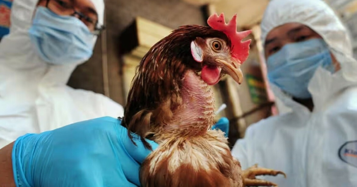 Ca tử vong đầu tiên vì H5N5