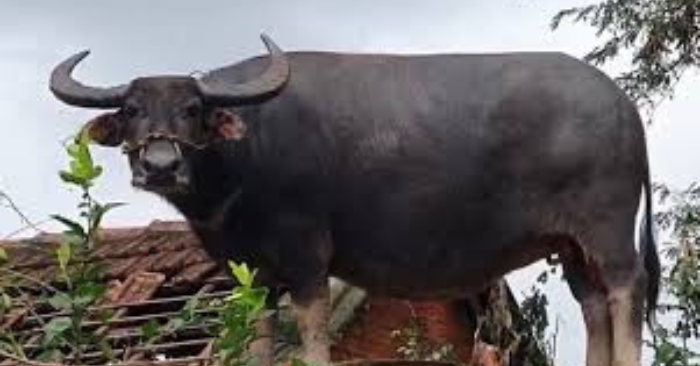 Giải cứu trâu mắc kẹt tại rốn lũ