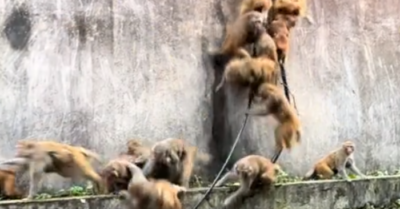 Cảnh tượng khỉ trượt dốc như bão cuốn, khoảnh khắc ‘kinh hoàng’ khiến mạng xã hội bùng nổ tranh cãi dữ dội