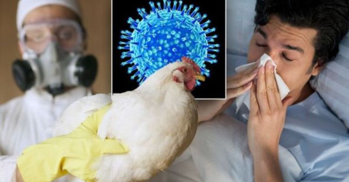 Ca tử vong đầu tiên vì H5N5
