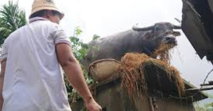 GIẢI CỨU TRÂU MẮC KẸT GIỮA RỐN LŨ HÒA THỊNH