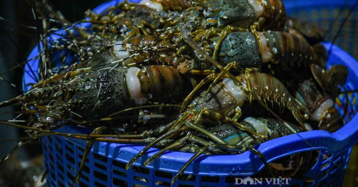 Thủ phủ tôm hùm tan hoang