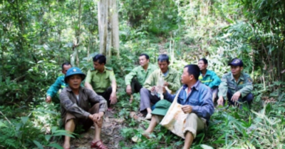 Nghệ An đẩy mạnh quản lý rừng bền vững hướng đến giai đoạn 2026–2030