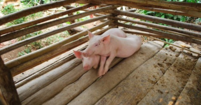 Vĩnh Long kích hoạt 20 chốt kiểm soát phòng chống dịch tả lợn châu Phi