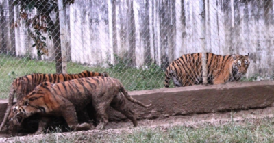 Đàn hổ Thanh Hóa nuôi trái phép sắp được chuyển ra Hà Nội