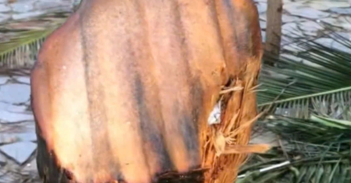 Mái tôn bay cắt đứt cây dừa gây tranh cãi trên mạng xã hội