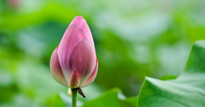 Điều hủy hoại đức hạnh