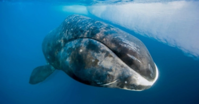 Bí quyết sống lâu của cá voi đầu cong: CIRBP và môi trường lạnh