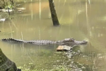 Cá sấu xuất hiện ở kênh vườn dân cư Cần Thơ
