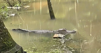Cá sấu xuất hiện ở kênh vườn dân cư Cần Thơ
