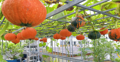 Mẹ đảm ở TP.HCM biến sân thượng 100m² thành vườn bí đỏ rực như phim Mỹ