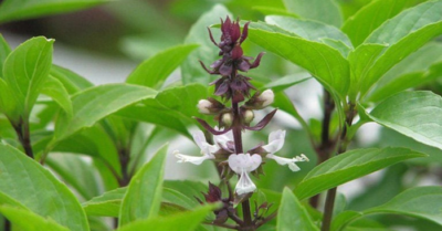 Cách đào thải axit uric bằng húng quế ít người biết