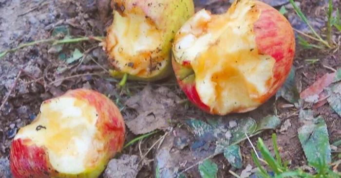 Vườn táo mật bị “giặc khỉ” tàn phá, gây thiêt hại lớn