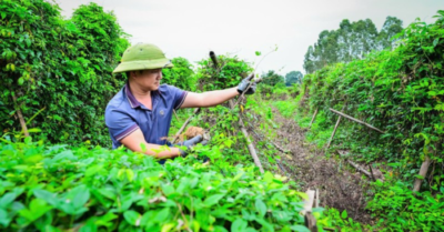 Câu chuyện người nông dân thoát nghèo dưới đỉnh Chung Sơn