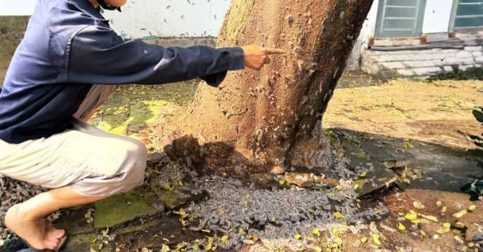 sâu róm xuất hiện