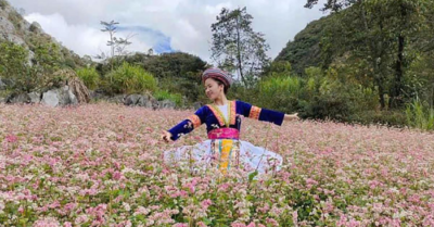 Lễ hội hoa tam giác mạch năm 2025 sẽ diễn ra ngày 29-11 tại xã Đồng Văn