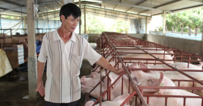 Giá heo hơi hôm nay 16-11: Lượng heo về chợ đầu mối Hóc Môn tăng, thị trường dần ổn định