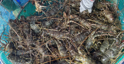 Thách thức mới đối với xuất khẩu tôm hùm