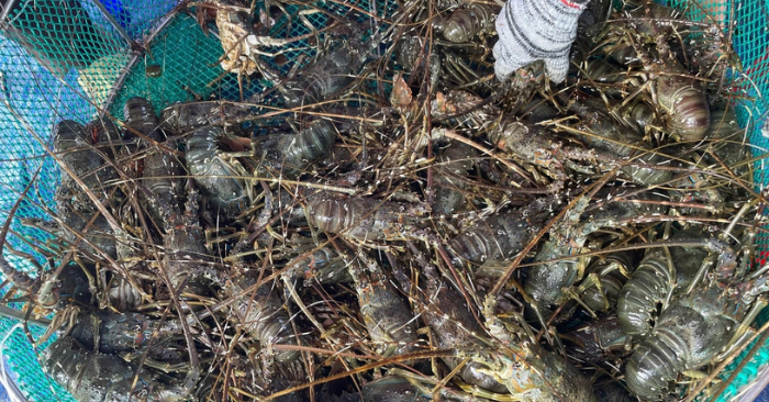 Thách thức mới đối với xuất khẩu tôm hùm