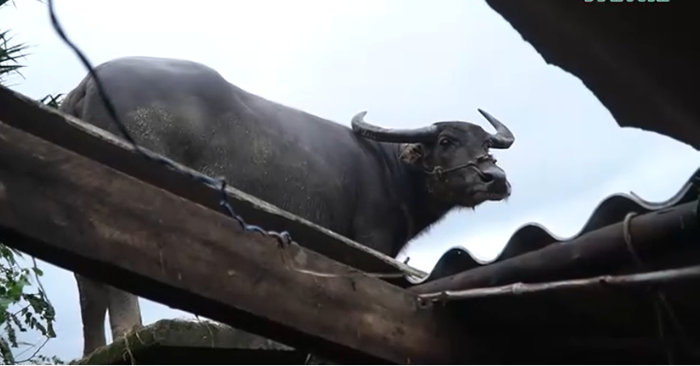 Con trâu sống sót sau khi mắc kẹt trên mái nhà