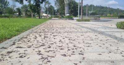 Hàng loạt giun bò lên mặt đất ở Quảng Ngãi: Chuyên gia nói gì?