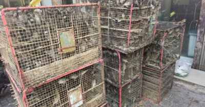 1.000 con chim bị bày bán bất hợp pháp trên đường ở TPHCM