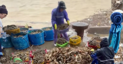 Lũ lớn khiến tôm hùm chết hàng loạt, thiệt hại có thể vượt bão Kalmaegi