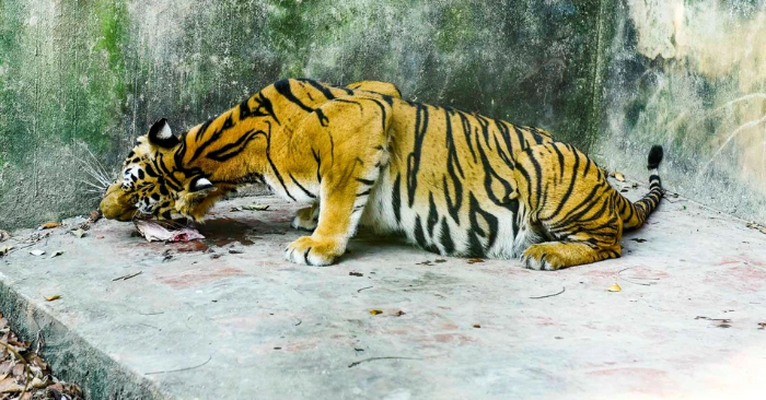 Thanh Hóa lên phương án chuyển 9 cá thể hổ ra Hà Nội