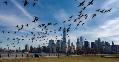 Chim đang có hành vi kỳ lạ, cảnh báo hậu quả khủng khiếp cho nhân loại