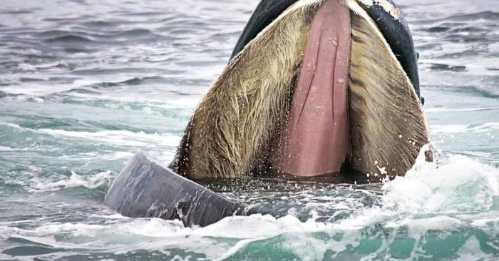 Khoảnh khắc nữ thợ lặn thoát chết trong gang tấc khi suýt bị cá voi lưng gù nuốt chửng