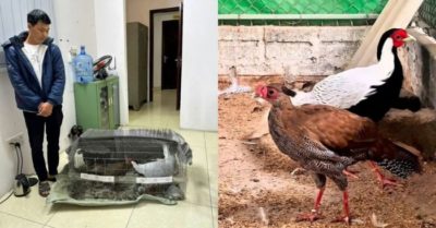 Những ai được nuôi, bán gà lôi trắng?