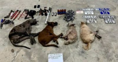 Bị truy đuổi, nhóm trộm chó bỏ ô tô để thoát thân