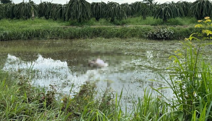 phát hiện thi thể người đàn ông dưới ruộng