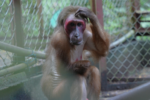 Khỉ cụt tay, vượn quý hiếm tìm lại sự sống tại “ngôi nhà” giữa rừng Mê Linh