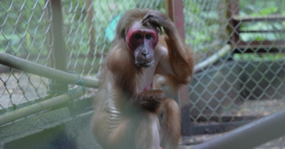 Khỉ cụt tay, vượn quý hiếm tìm lại sự sống tại “ngôi nhà” giữa rừng Mê Linh