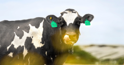 Vinamilk tinh tuyển giống bò A2/A2 để sản xuất sữa tươi A2 cho trẻ em Việt