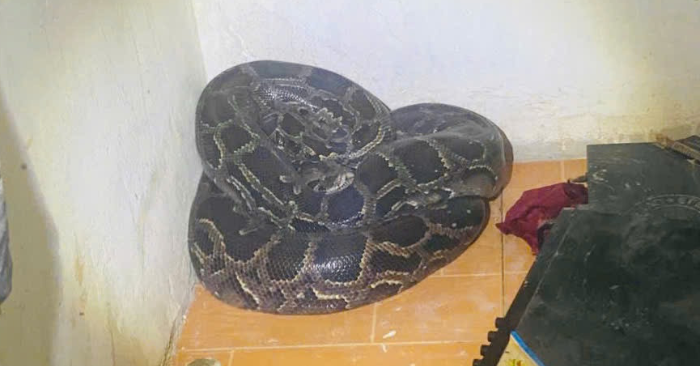 Hốt hoảng phát hiện trăn đất nặng hơn 30kg cuộn tròn trong góc nhà