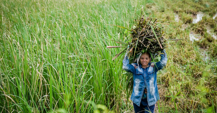 Đặc sản chỉ có một tháng ở Ninh Bình, cho thu nhập gấp 3-4 lần trồng lúa