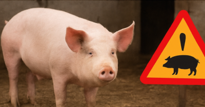“Báo động đỏ”: Tây Ban Nha bùng phát ổ dịch tả lợn châu Phi đầu tiên sau 30 năm