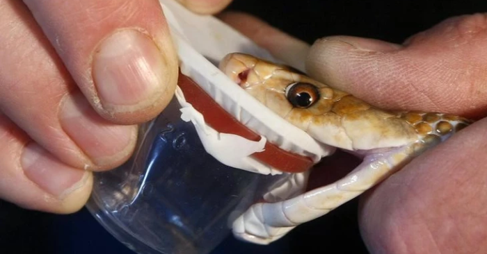 Đột phá y học: Tạo ra huyết thanh chống nọc độc 17 loài rắn nguy hiểm nhất châu Phi