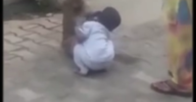 Khỉ bắt cóc: Khỉ ‘ôm chặt’ bé trai 2 tuổi giữa đường khiến người đi đường hoảng sợ