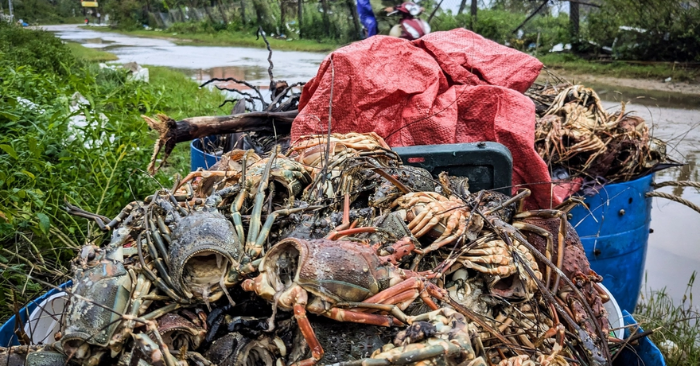 Hơn 3.000 tỉ đồng chìm dưới vịnh Xuân Đài, thủ phủ tôm hùm Sông Cầu kiệt quệ