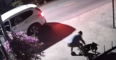 Trộm chó: Nhóm thuê ô tô gắn biển số giả, dùng súng điện bắt 13 con trong chớp nhoáng