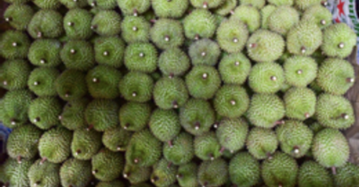 Khởi tố 17 người sai phạm xuất khẩu sầu riêng: Lộ đường dây mua bán mã vùng trồng, gây “báo động khẩn”