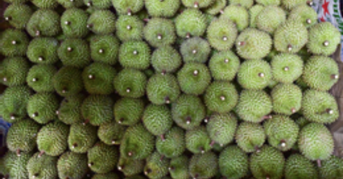 sai phạm xuất khẩu sầu riêng