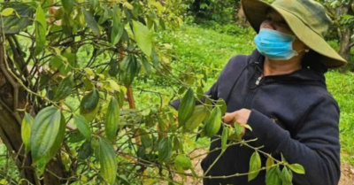 Xuất khẩu hồ tiêu Việt Nam dự báo cán mốc 1,5 tỉ USD trong năm 2025