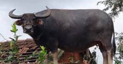 Trâu mắc kẹt trên mái nhà sau trận lũ