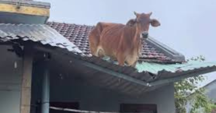 Trâu mắc kẹt trên mái nhà sau trận lũ